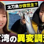 【東京湾】海苔の養殖が危機…太刀魚が救世主？異変を調査
