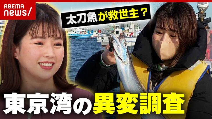 【東京湾】海苔の養殖が危機…太刀魚が救世主？異変を調査