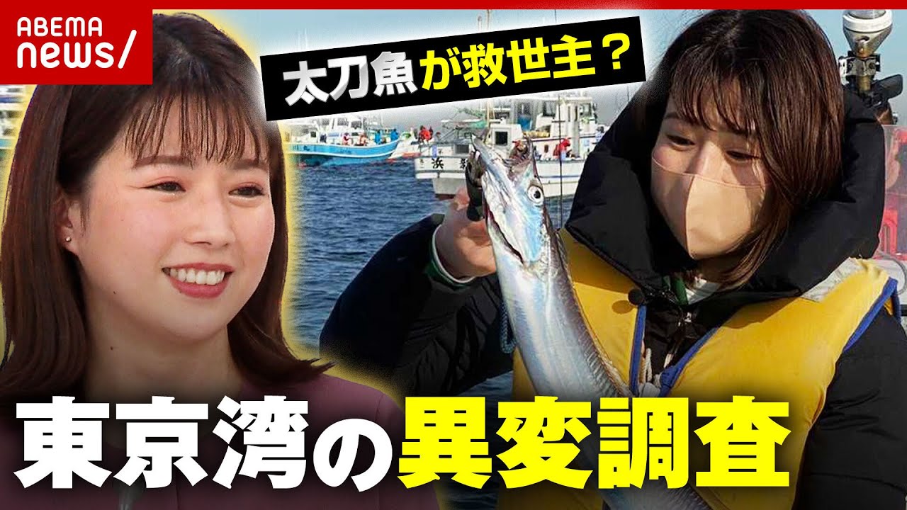 【東京湾】海苔の養殖が危機…太刀魚が救世主？異変を調査
