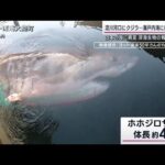 “迷い鯨”が注目集める中…日本の海に異変？「北上する大型サメ」温暖化による歪みか(2023年1月16日)