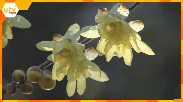 早くも春の訪れ？　春を告げるロウバイの花が早くも見ごろ！　２月上旬まで　滋賀・近江八幡市