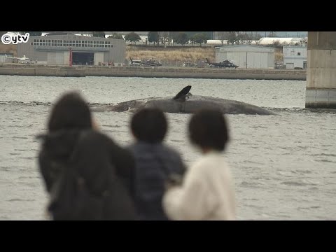 【独自】淀川河口に迷い込み死んだクジラ　大阪市は死骸を沖合に沈める方針固める　１８日から作業予定