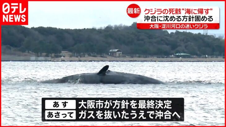 【クジラの死骸“海に帰す”】沖合に沈める方針固める 大阪市