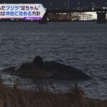 【独自】淀川河口に迷い込み死んだクジラ　大阪市は死骸を沖合に沈める方針固める　１８日から作業予定
