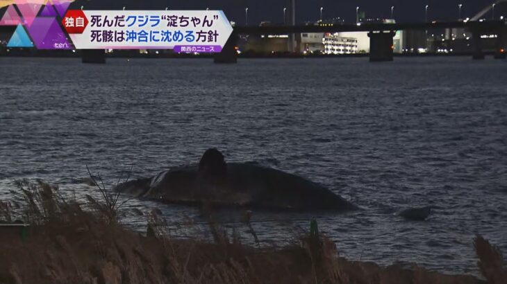 【独自】淀川河口に迷い込み死んだクジラ　大阪市は死骸を沖合に沈める方針固める　１８日から作業予定