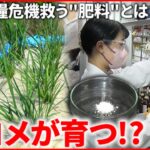 【最新研究】食糧危機を解決!? 砂漠でも米を栽培できる”肥料”とは？　徳島　NNNセレクション