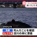 【大阪湾“迷いクジラ”死骸】此花区の淀川の岸に漂着