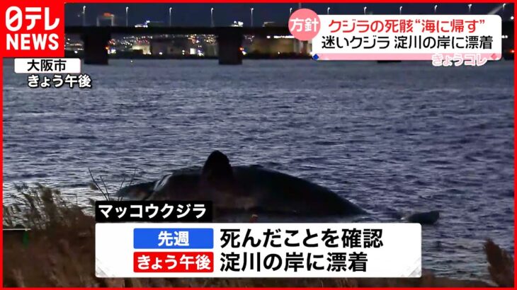 【大阪湾“迷いクジラ”死骸】此花区の淀川の岸に漂着