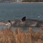 死んだクジラが川岸近くに漂着『恐ろしいくらいの臭い』今後は沈める？埋める？焼却？（2023年1月16日）