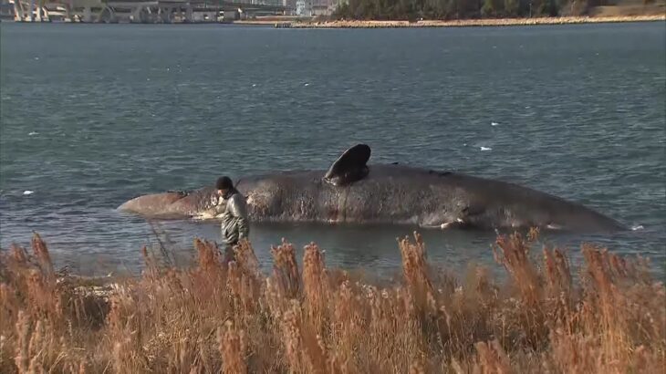 死んだクジラが川岸近くに漂着『恐ろしいくらいの臭い』今後は沈める？埋める？焼却？（2023年1月16日）