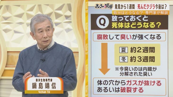 【解説】死んだクジラは今後『破裂する』可能性も　処理方法の違いで費用に１０倍の差が！？（2023年1月16日）