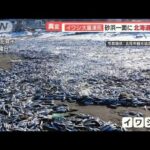“イワシ大量凍死”砂浜一面に　寒気南下で…北海道は大雪　“巨大雪塊”海に出現(2023年1月17日)