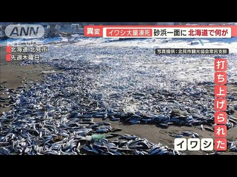 “イワシ大量凍死”砂浜一面に　寒気南下で…北海道は大雪　“巨大雪塊”海に出現(2023年1月17日)