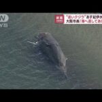 “迷いクジラ”紀伊水道沖へ「海へかえしてあげたい」(2023年1月17日)