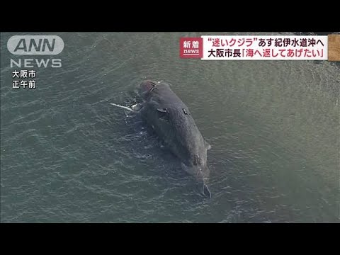 “迷いクジラ”紀伊水道沖へ「海へかえしてあげたい」(2023年1月17日)