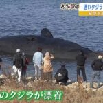 大阪の迷いクジラ『１８日朝からガス抜きや移動作業』…紀伊水道沖に沈めることを決定（2023年1月17日）