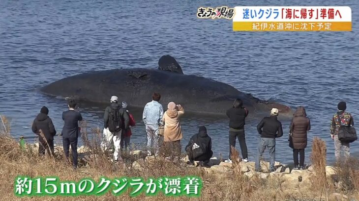 大阪の迷いクジラ『１８日朝からガス抜きや移動作業』…紀伊水道沖に沈めることを決定（2023年1月17日）