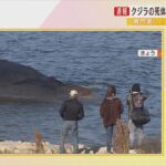 【クジラ死体の海洋投棄】専門家「漁業をしていない海域で沈める必要がある」「クレーン・台船・監視する船など…様々なものが必要」（2023年1月17日）