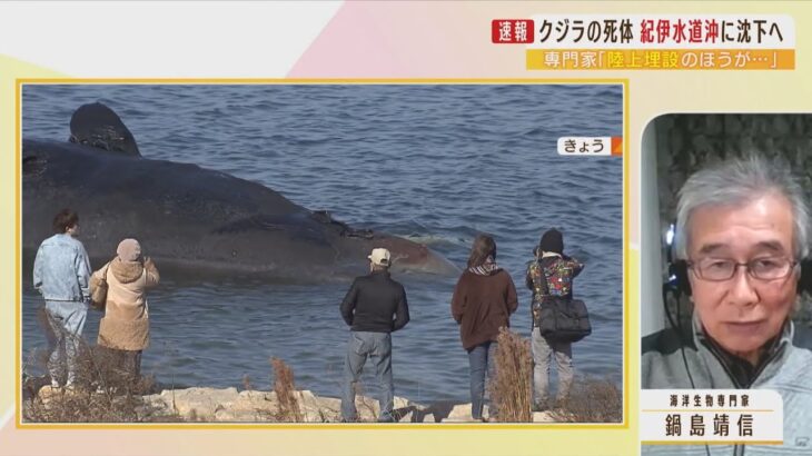 【クジラ死体の海洋投棄】専門家「漁業をしていない海域で沈める必要がある」「クレーン・台船・監視する船など…様々なものが必要」（2023年1月17日）