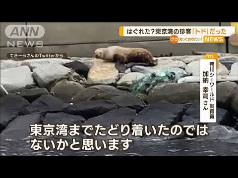 東京湾の“珍客”「トド」だった…群れからはぐれ？(2023年1月18日)