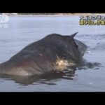 大阪・淀川河口“迷い込みクジラ”運び出し作業開始(2023年1月18日)