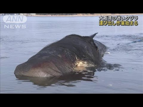 大阪・淀川河口“迷い込みクジラ”運び出し作業開始(2023年1月18日)