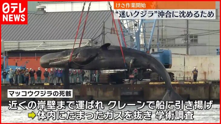 【作業開始】“迷いクジラ”死骸を沖合に沈める作業 18日朝から始まる