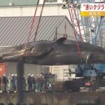 ジンベイザメ移送のノウハウを活用…死んだ迷いクジラ『作業船に載せてガス抜き作業』（2023年1月18日）