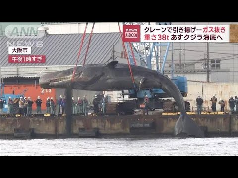 【空中に浮かぶ巨体】淀川のクジラ　クレーンで引き揚げガス抜き　海底へ(2023年1月18日)