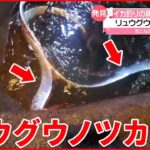 【発見】深海魚「リュウグウノツカイ」 イカ漁の網に2匹 富山湾