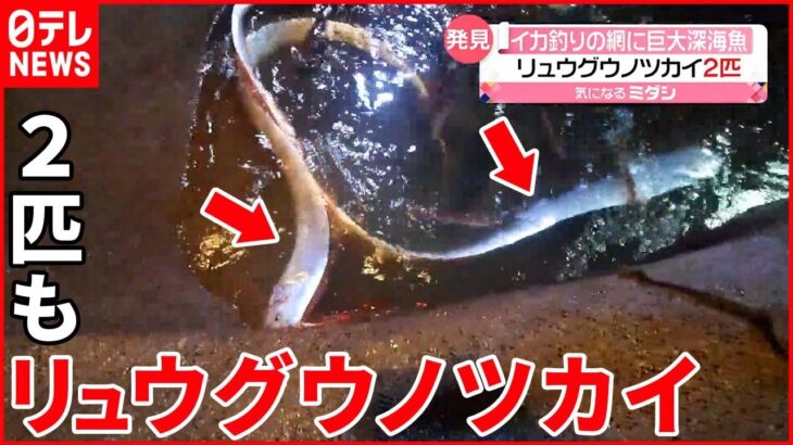 【発見】深海魚「リュウグウノツカイ」 イカ漁の網に2匹 富山湾