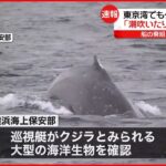 【速報】東京湾でもクジラ目撃か「潮を吹いたり潜ったりしている」