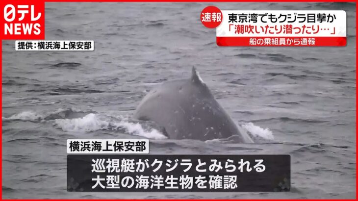 【速報】東京湾でもクジラ目撃か「潮を吹いたり潜ったりしている」