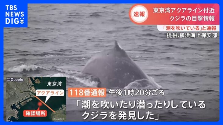 【速報】今度は“東京湾”でクジラ目撃　海上保安部の巡視船が大型海洋生物を確認　アクアライン近く｜TBS NEWS DIG