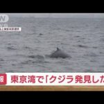 【速報】東京湾　アクアライン付近で「クジラを発見した」(2023年1月19日)