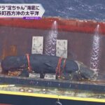 大阪湾の「迷いクジラ」船に乗せられて和歌山県白浜町沖の太平洋に到着　重りとともに海底に眠る