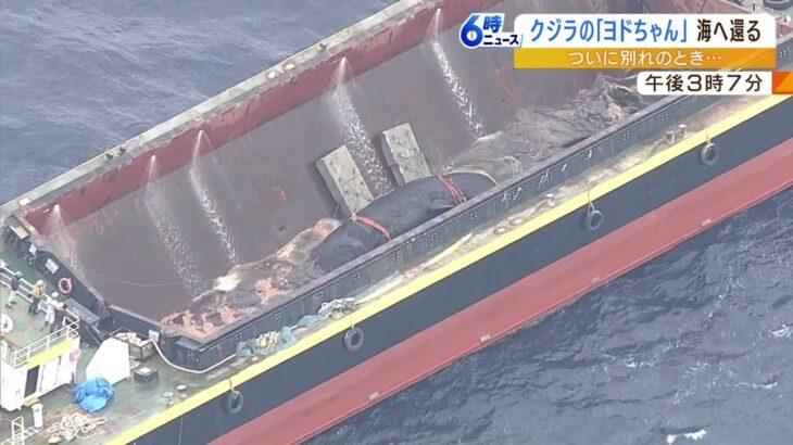 「ヨドちゃん大好き」多くの人が見守った大阪・淀川の『迷いクジラ』が海へ（2023年1月19日）