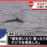 【東京湾でも“クジラ目撃”】担当者「頻繁にあることではない」７メートル超か…潮吹く様子も