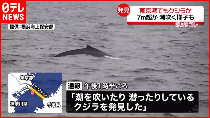 【東京湾でも“クジラ目撃”】担当者「頻繁にあることではない」７メートル超か…潮吹く様子も