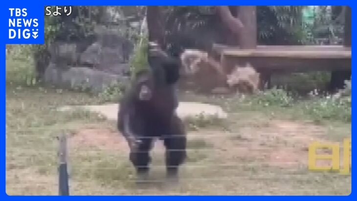 中国の動物園　怒ったチンパンジーが来園客に取った行動とは｜TBS NEWS DIG