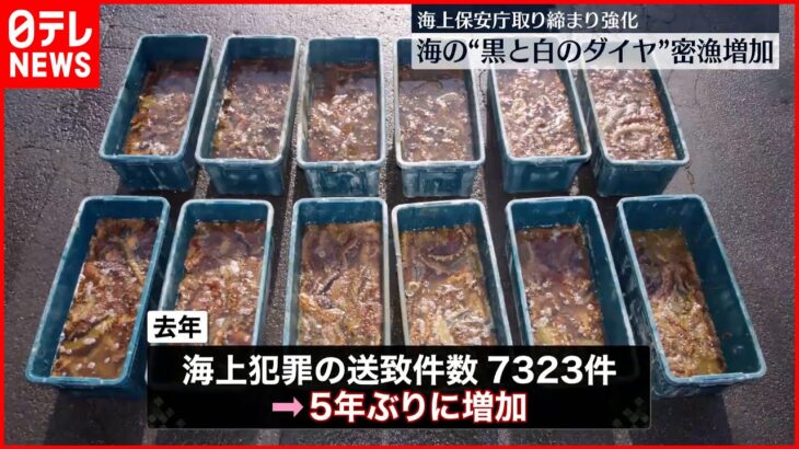 【海上保安庁】海の“黒と白のダイヤ” 密漁が大幅に増加