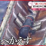 【迷いクジラ“よどちゃん”】海へかえす 大阪湾から約140キロ離れた場所に…