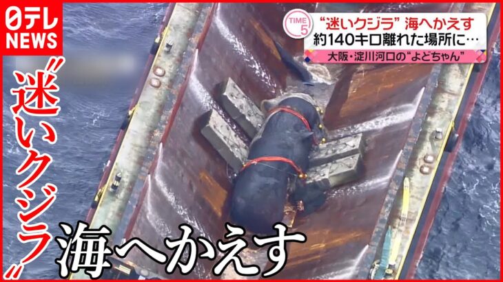 【迷いクジラ“よどちゃん”】海へかえす 大阪湾から約140キロ離れた場所に…