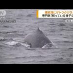 東京湾の“クジラ”はザトウクジラ　海水温上昇で生息域拡大し迷い込んだか　専門家(2023年1月19日)