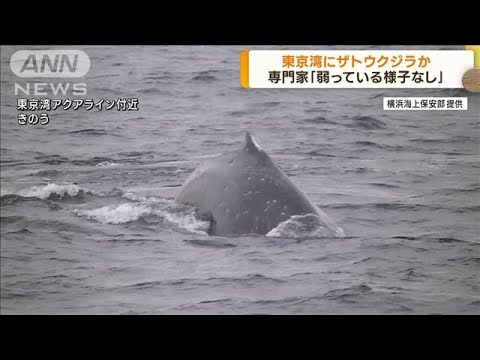 東京湾の“クジラ”はザトウクジラ　海水温上昇で生息域拡大し迷い込んだか　専門家(2023年1月19日)