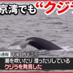 【東京湾でも“クジラ”確認】「海上交通が大変多いので」居続けた場合“危険性”も
