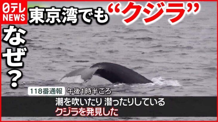 【東京湾でも“クジラ”確認】「海上交通が大変多いので」居続けた場合“危険性”も