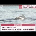 捉えた！東京湾のクジラ「移動速度が尋常じゃない」きょうも元気(2023年1月20日)