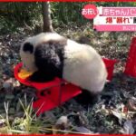 【赤ちゃんパンダ】“初の春節”迎える 記念撮影で“大暴れ” 中国