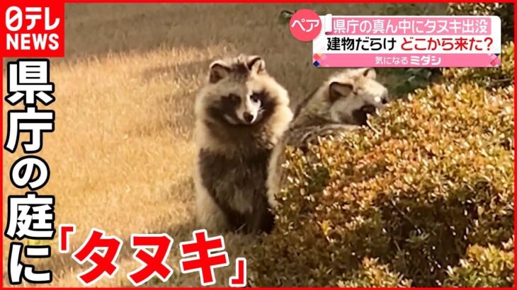 【どこから来た？】新潟県庁の庭に「タヌキ」出没 温かく見守る職員たち